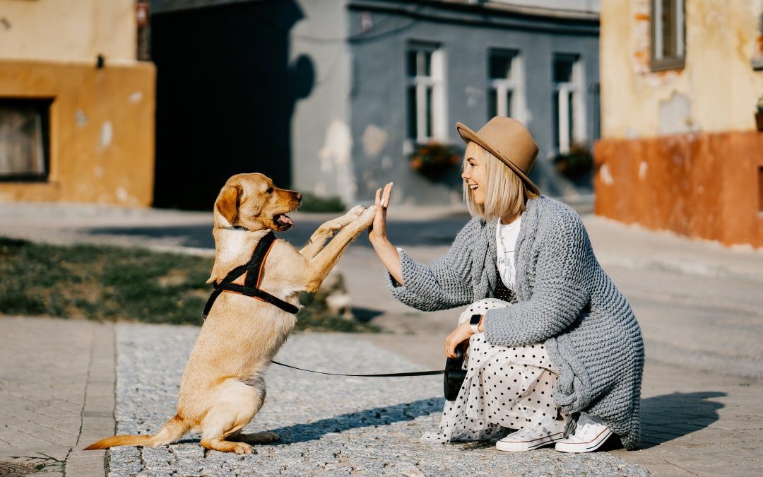 Garderies pour chiens : un secteur en pleine expansion